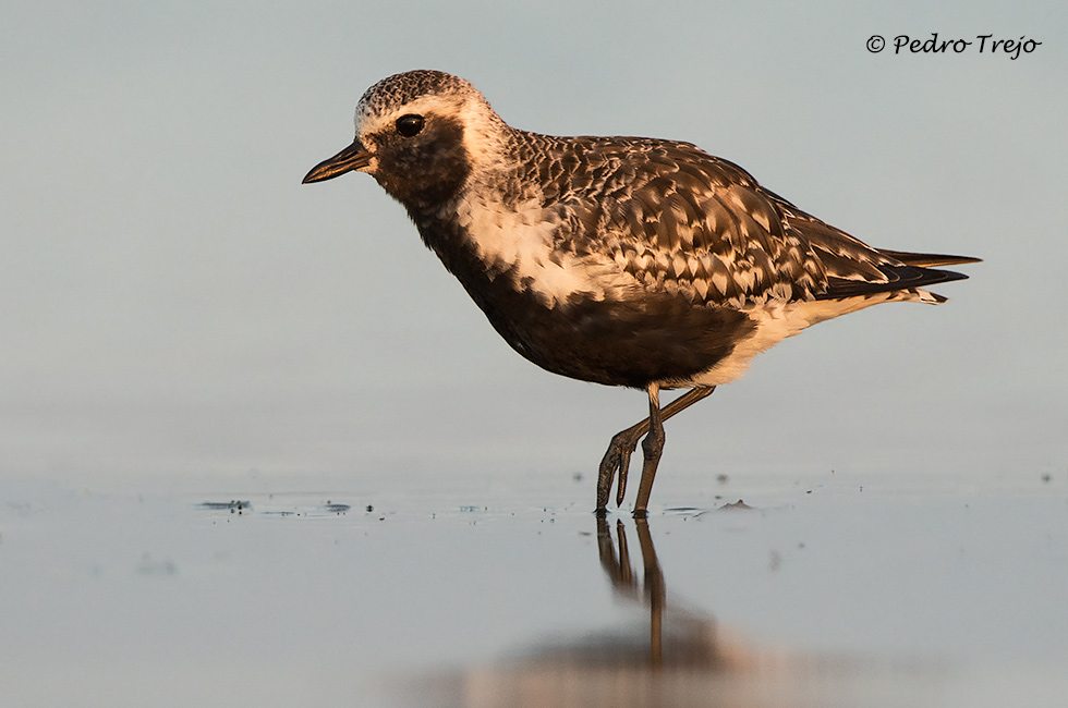 Chorlito gris (Pluvialis squatorola)